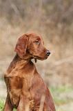 SETTER IRLANDAIS 255